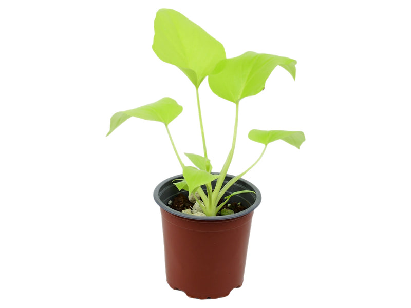 Philodendron selloum 'Golden' (11cm Topf)