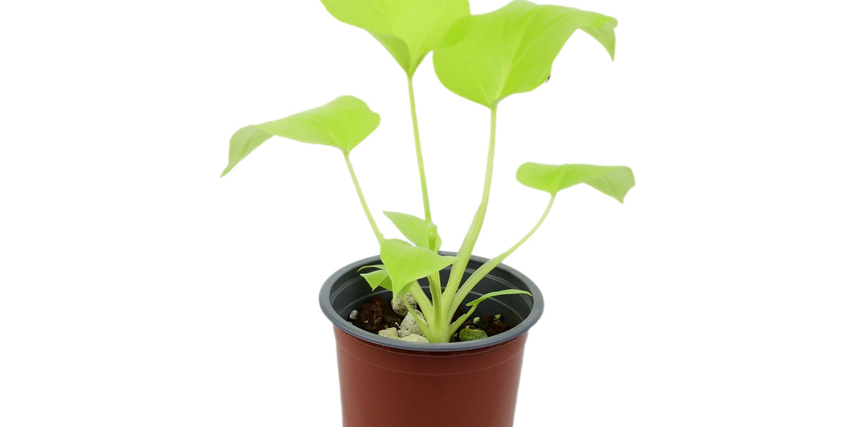 Philodendron selloum 'Golden' (11cm Topf) — Ecuagenera Europe GmbH