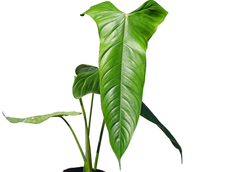 Philodendron sharoniae 'Goat'
