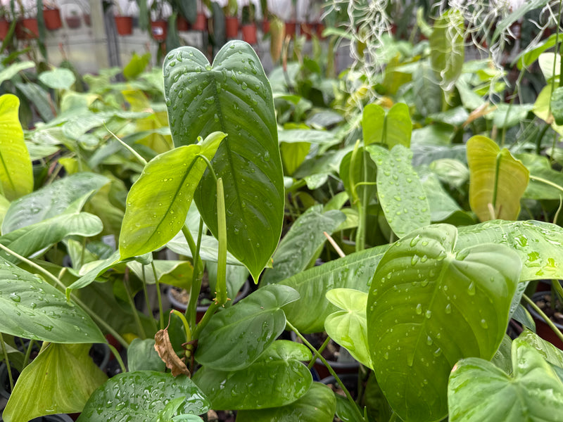 Philodendron sharoniae 'Mosquera'  S (11cm Topf)