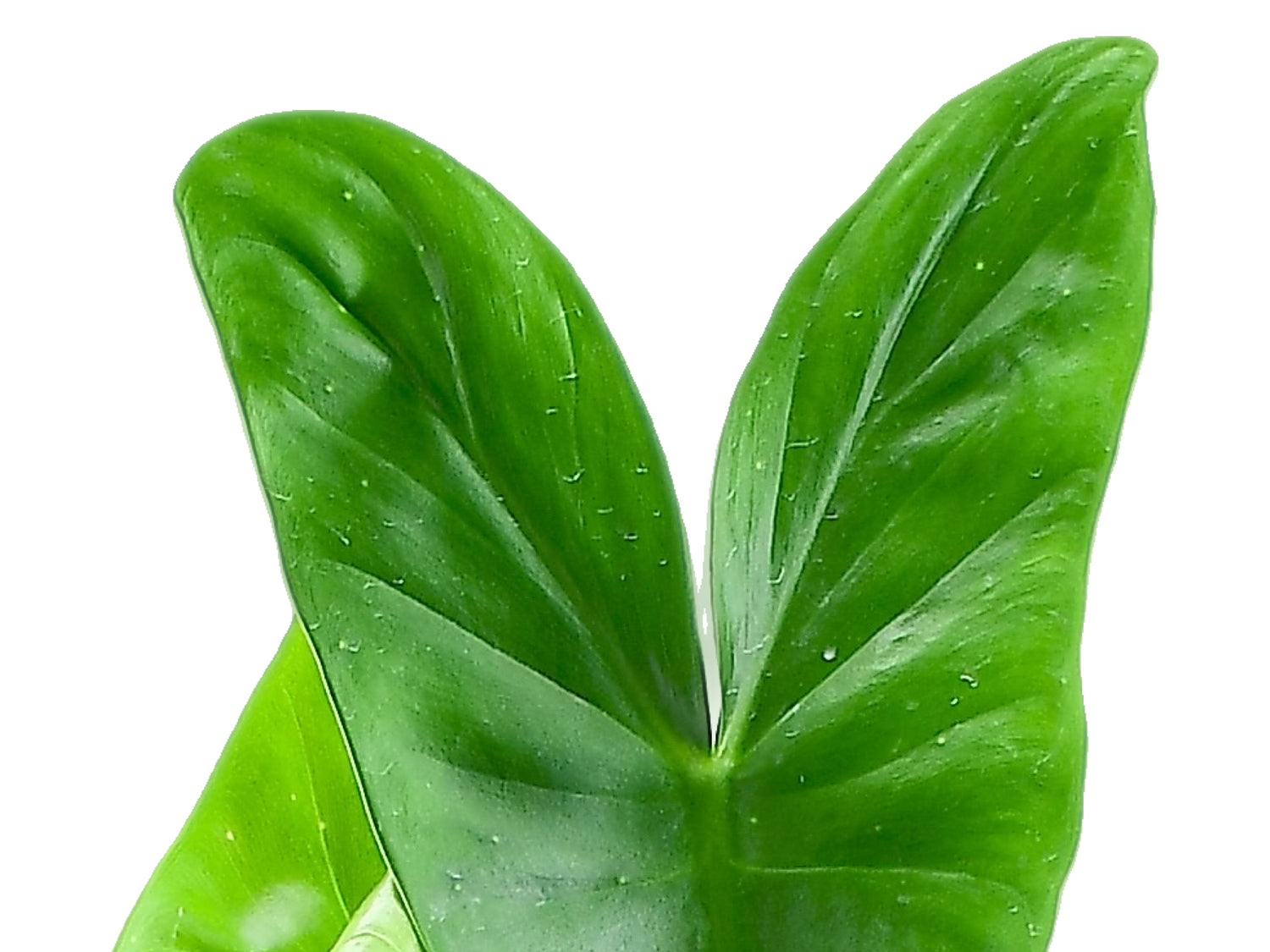 Philodendron sharoniae slim