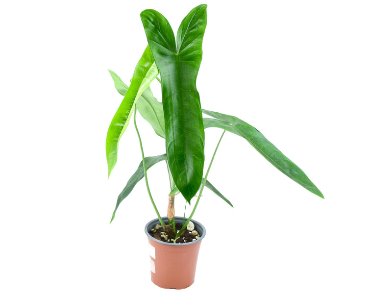 Philodendron sharoniae slim