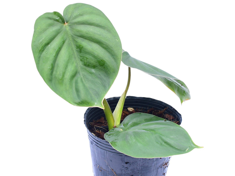 Philodendron (sodiroi cf x verrucosum 2)