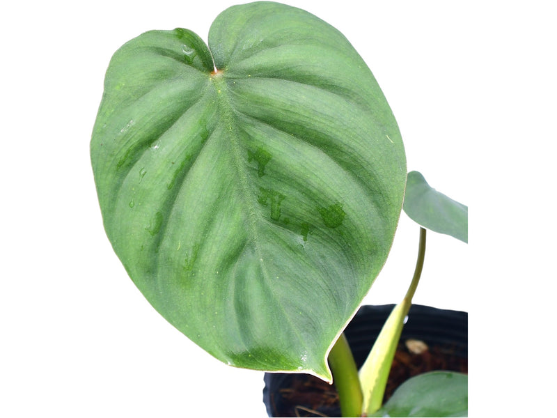 Philodendron (sodiroi cf x verrucosum 2)