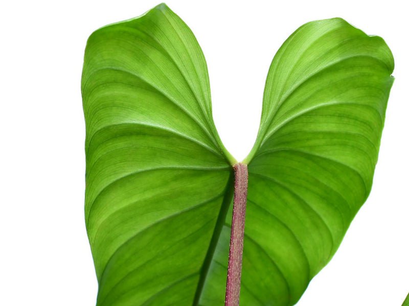 Philodendron species 'Red Petiole'