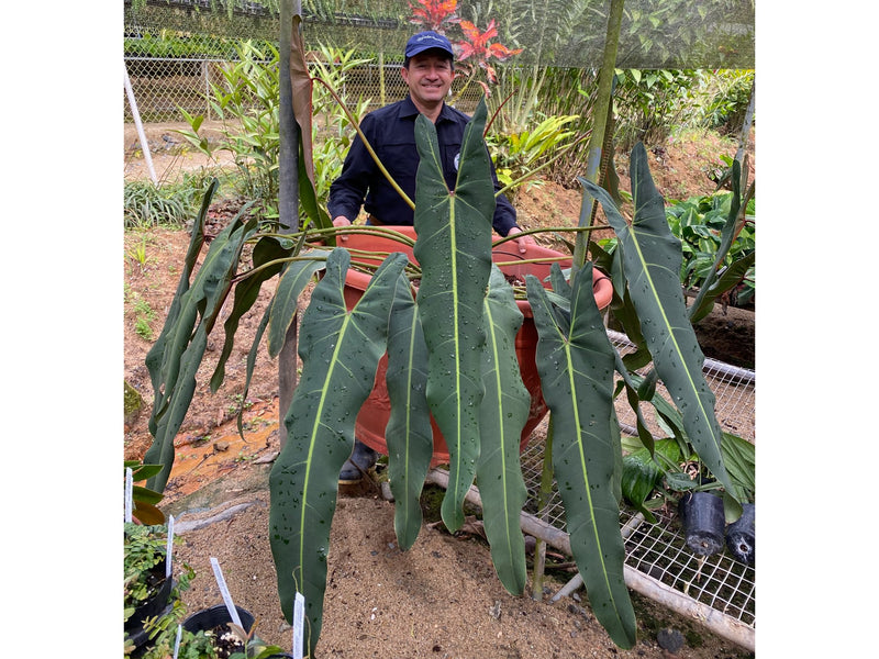 Philodendron spiritus-sancti XS (5cm Topf)