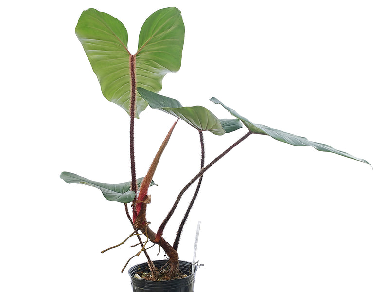 Philodendron squamicaule 'Blushing'