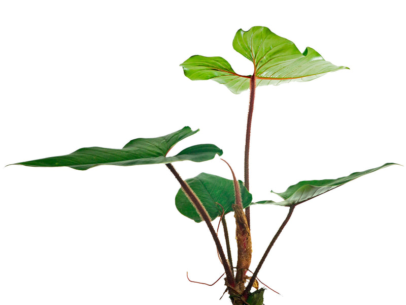 Philodendron squamicaule 'Blushing'