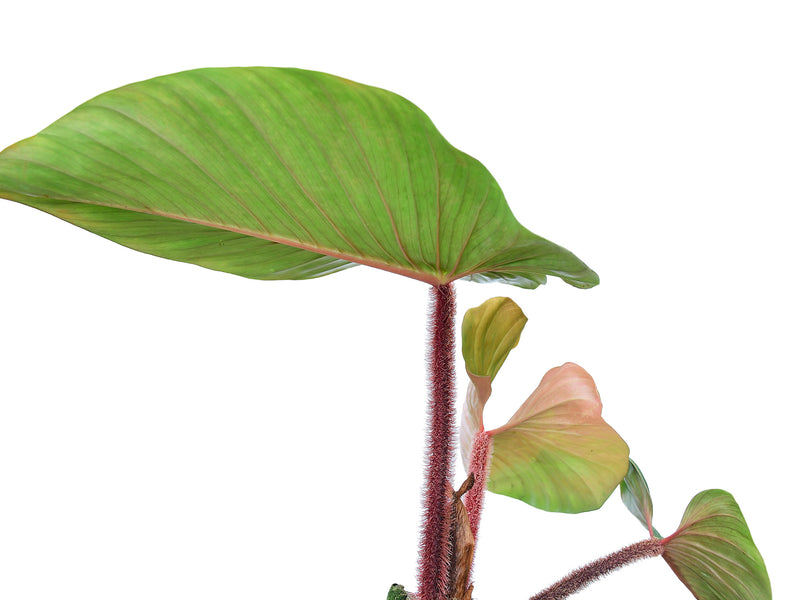 Philodendron squamicaule 'Blushing'