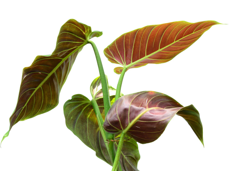 Philodendron subhastatum 'Ecuagenera'