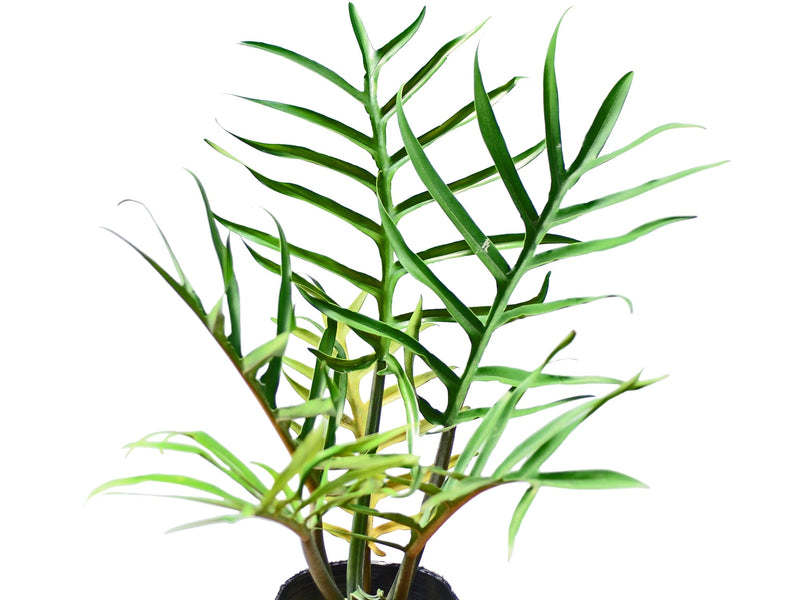 Philodendron tortum