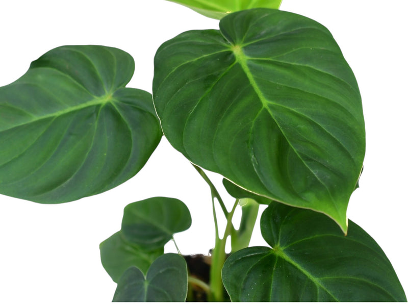 Philodendron (verrucosum 2 x pastazanum)