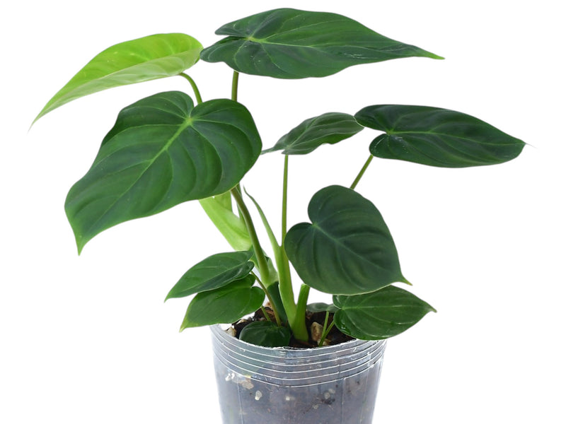 Philodendron (verrucosum 2 x pastazanum)