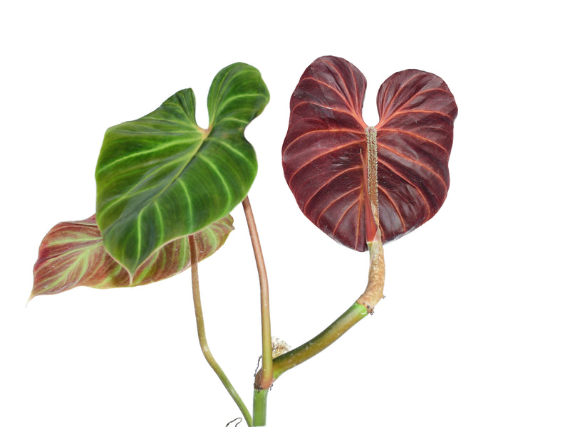 Philodendron verrucosum Amazon Sunset