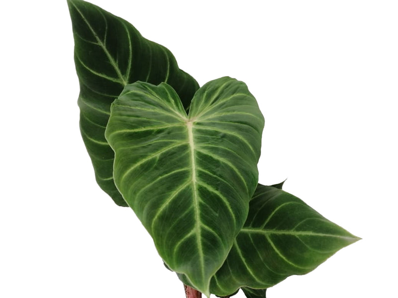 Philodendron verrucosum Amazonas