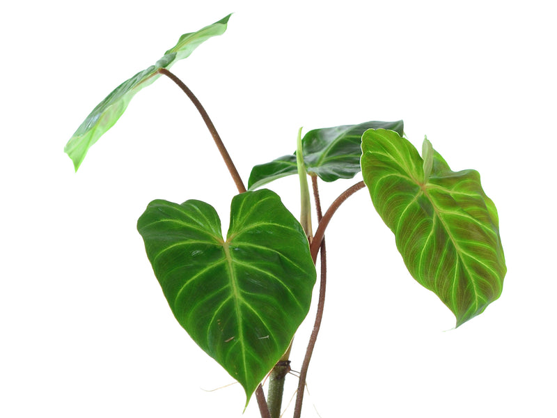 Philodendron verrucosum Amazonas