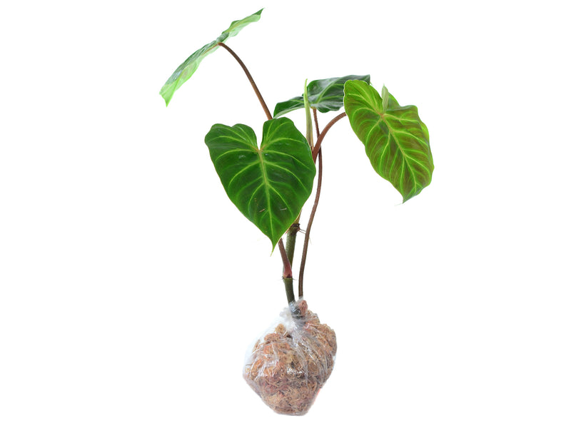 Philodendron verrucosum Amazonas