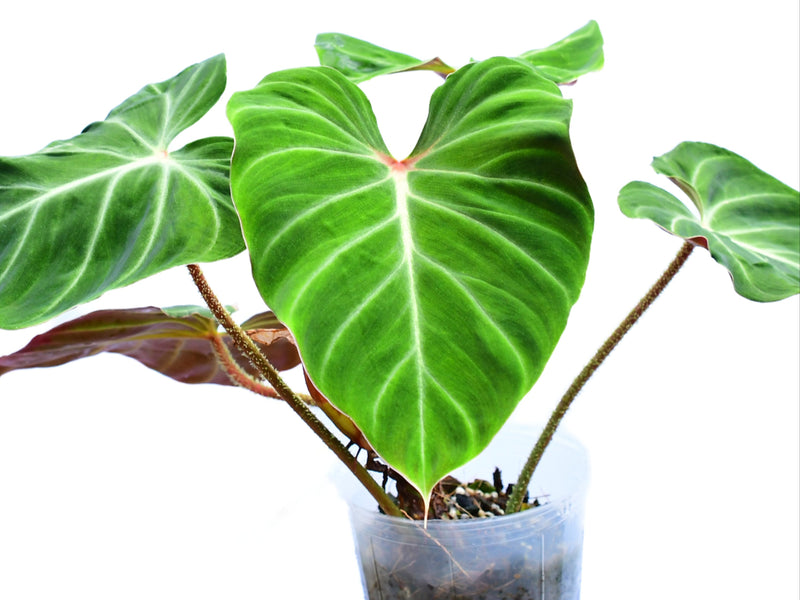 Philodendron verrucosum Amazon Sunset