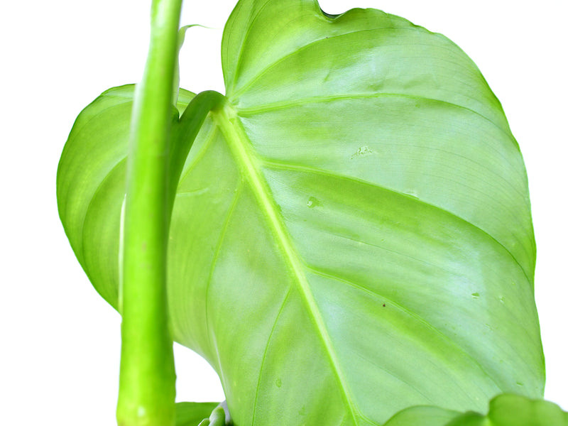 Philodendron atratum