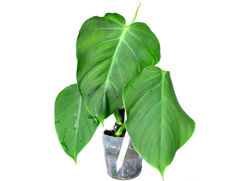 Philodendron atratum