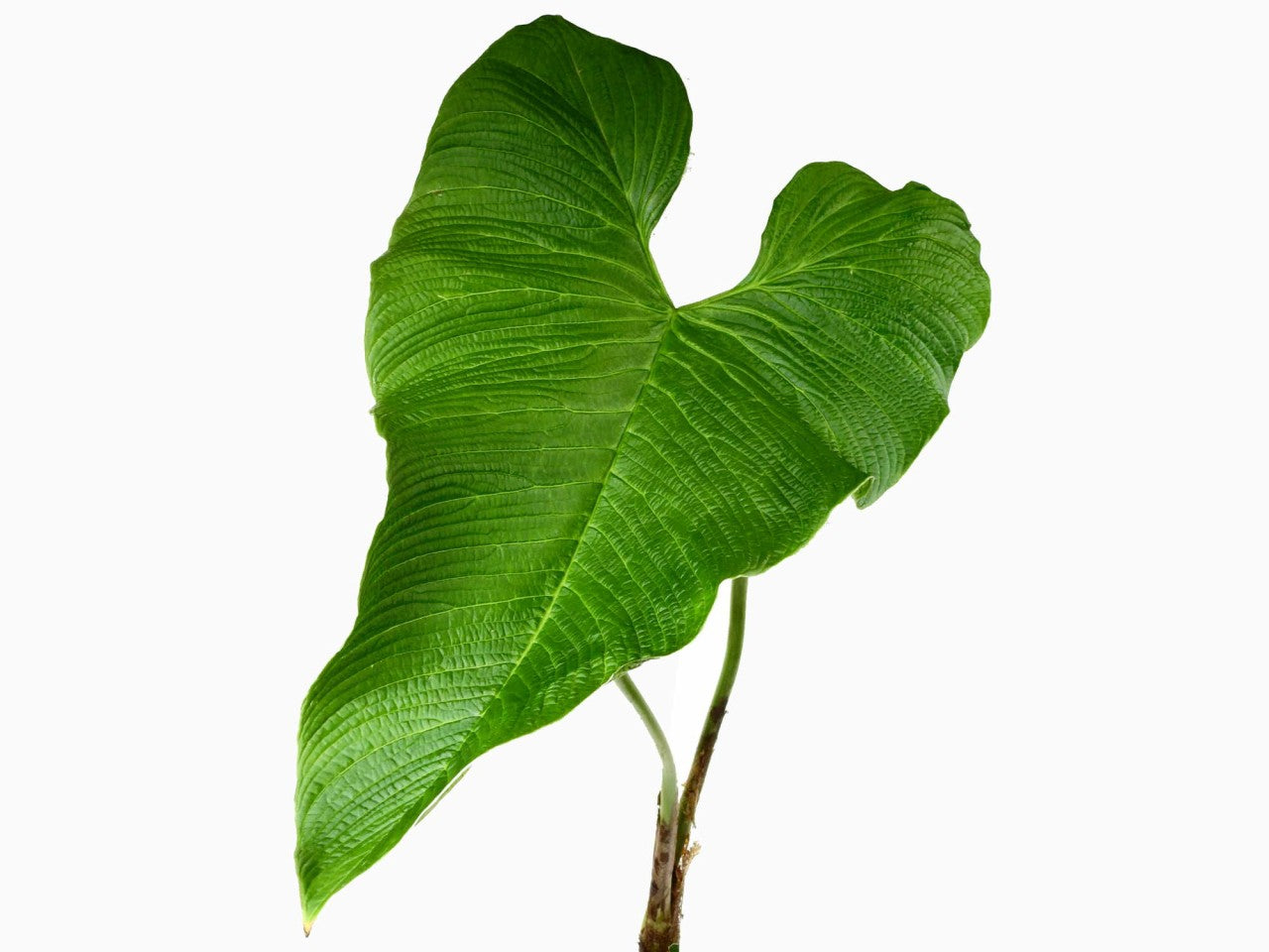 Philodendron corrugatum  Ecuagenera Europe GmbH