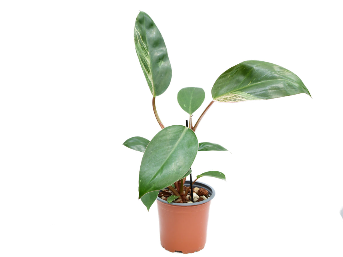 philodendron erubescens birkin Philodendron erubescens 'Birkin Pink' (11cm Topf) — Ecuagenera Europe GmbH