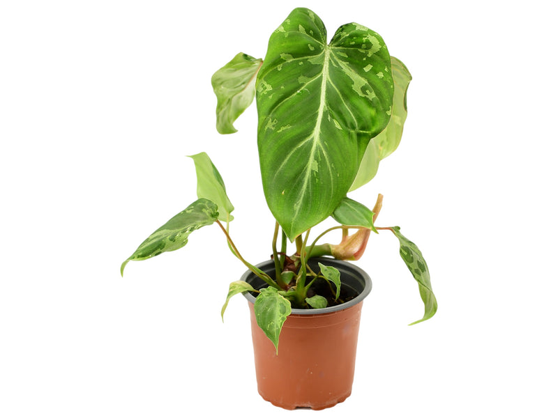 Philodendron gloriosum variegata 'Camuflaje'