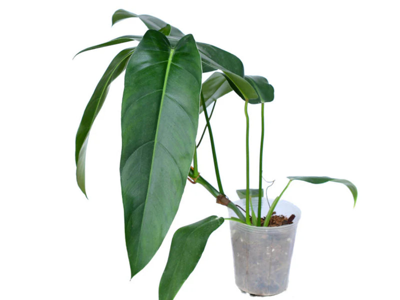 Philodendron Ivan Spirit
