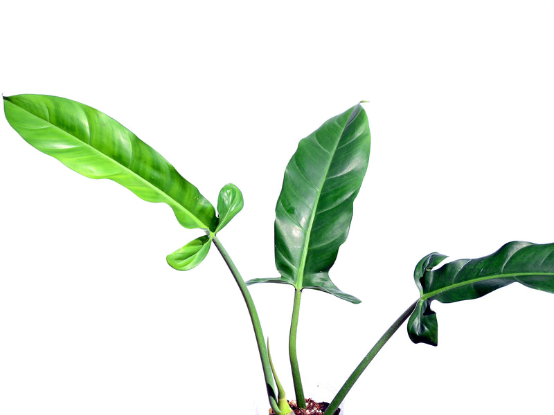 Philodendron lapoanum