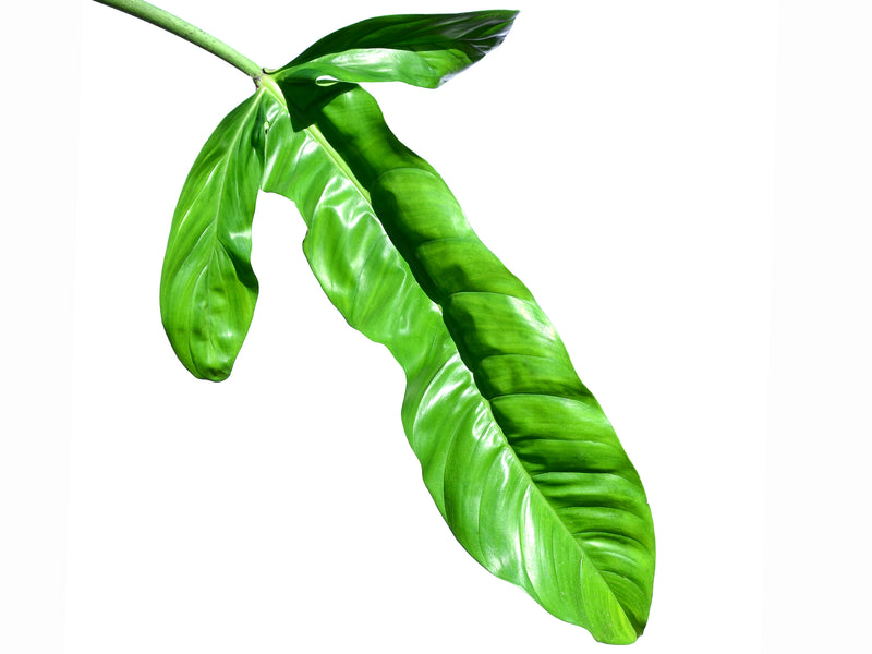 Philodendron lapoanum