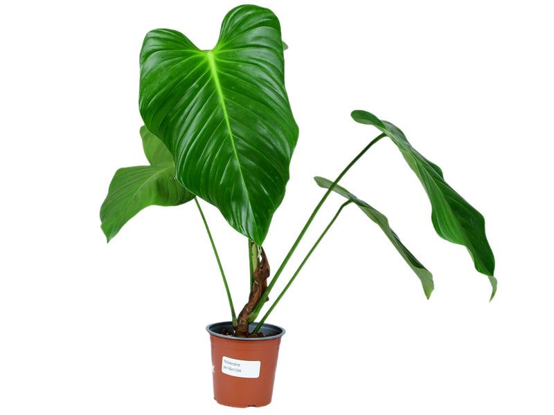 Philodendron parvidactylum