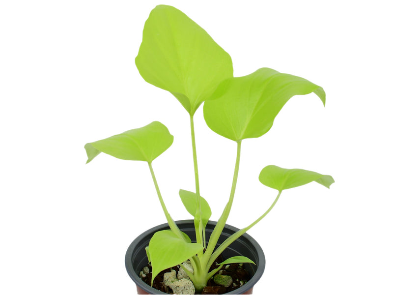 Philodendron selloum 'Golden' (11cm Topf)