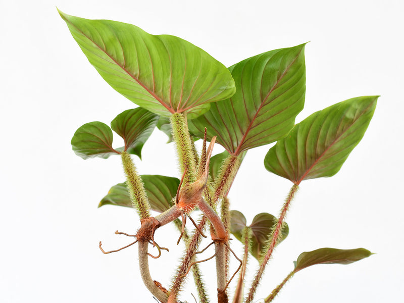 Philodendron serpens