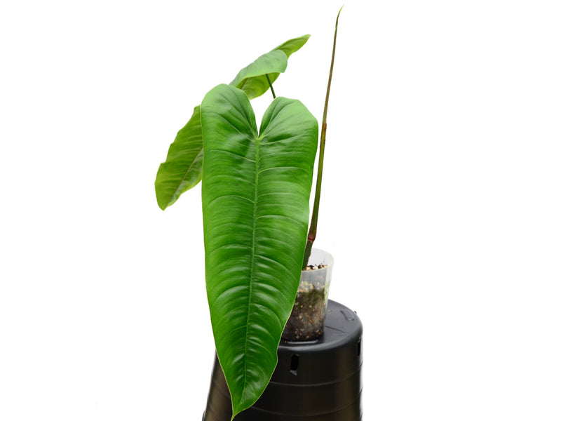 Philodendron sharoniae