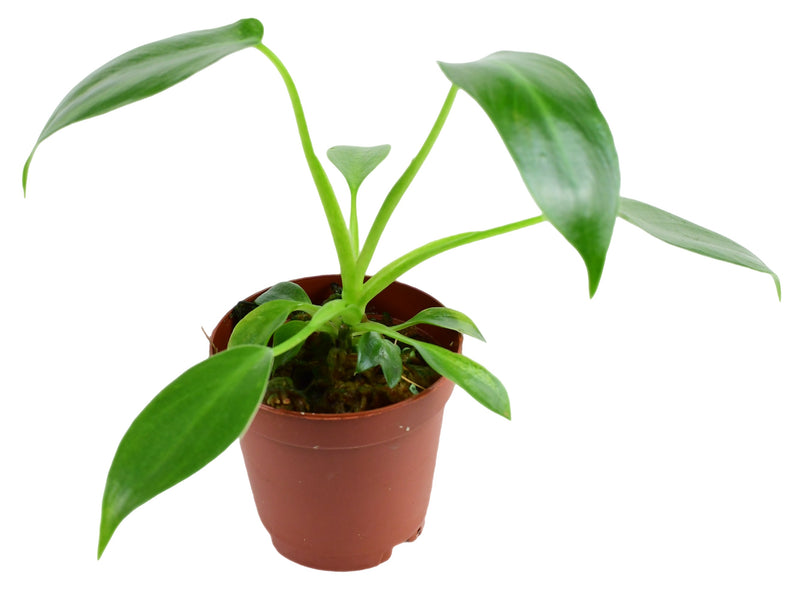 Philodendron spiritus-sancti XS (5cm Topf)