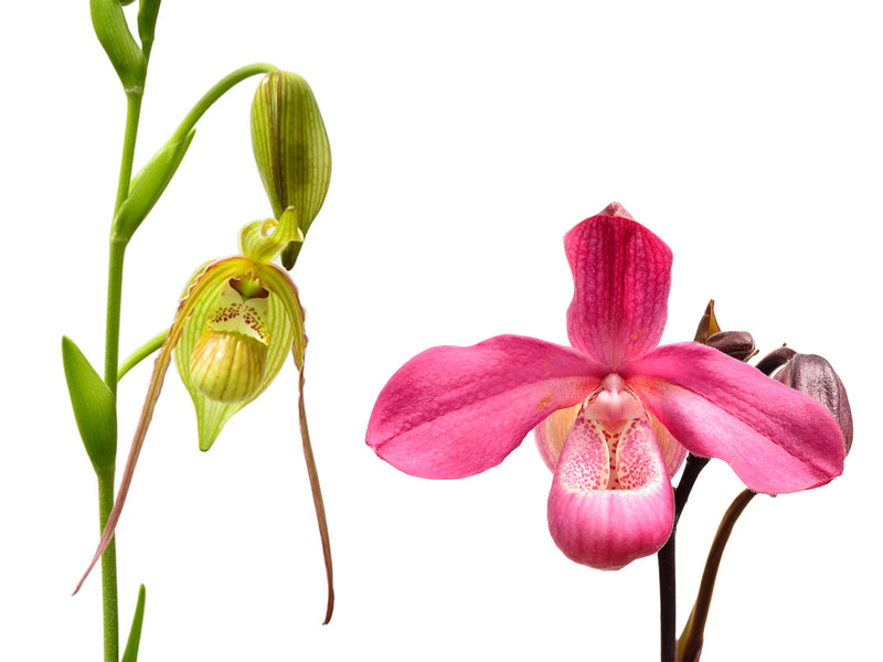 Phragmipedium Mini Grande x Phrag. Acker's Beauty