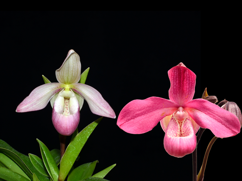 Phragmipedium Professor Braem x Phrag. Acker's Beauty