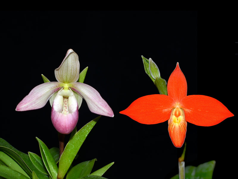 Phragmipedium Professor Braem x Phrag. besseae