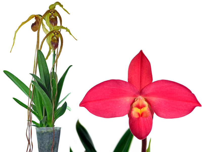 Phragmipedium humboldtii 'Fortuna' x Phrag. Peruflora's Cirila Alca OP in vitro