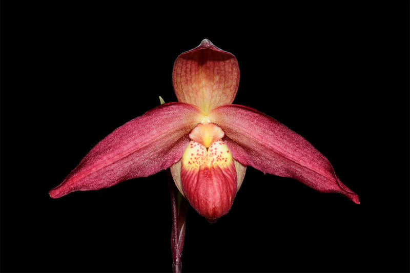 Phragmipedium La Ponterrin