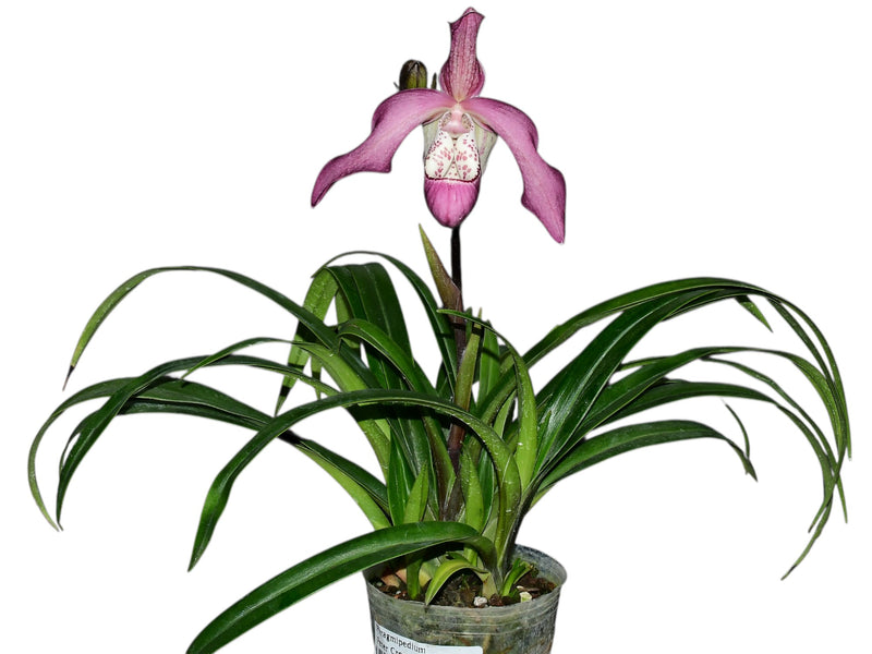 Phragmipedium Peter Croezen