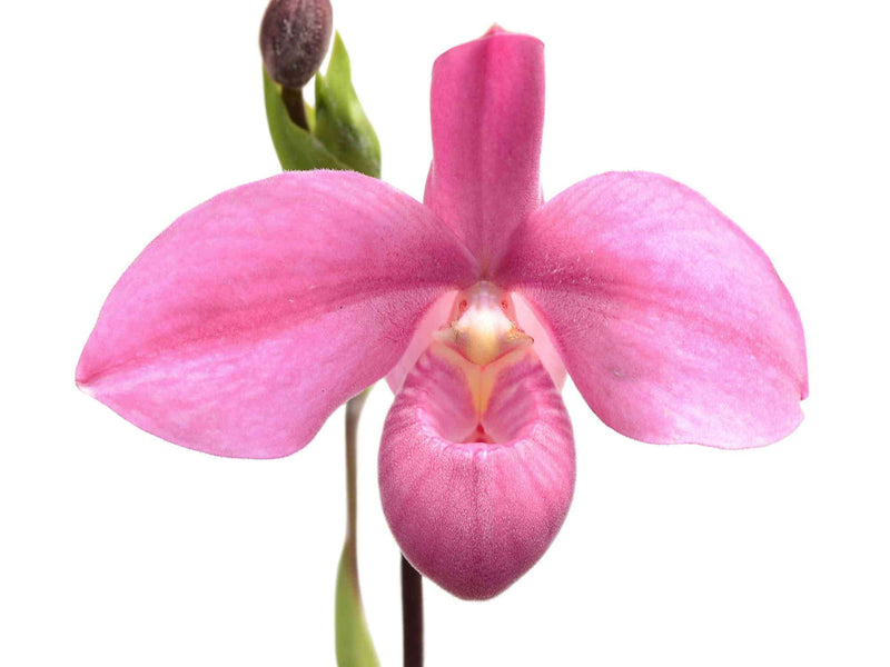 Phragmipedium Memoria Mariza Rolando