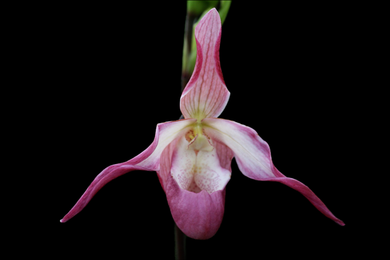 Phragmipedium Ainsworthii