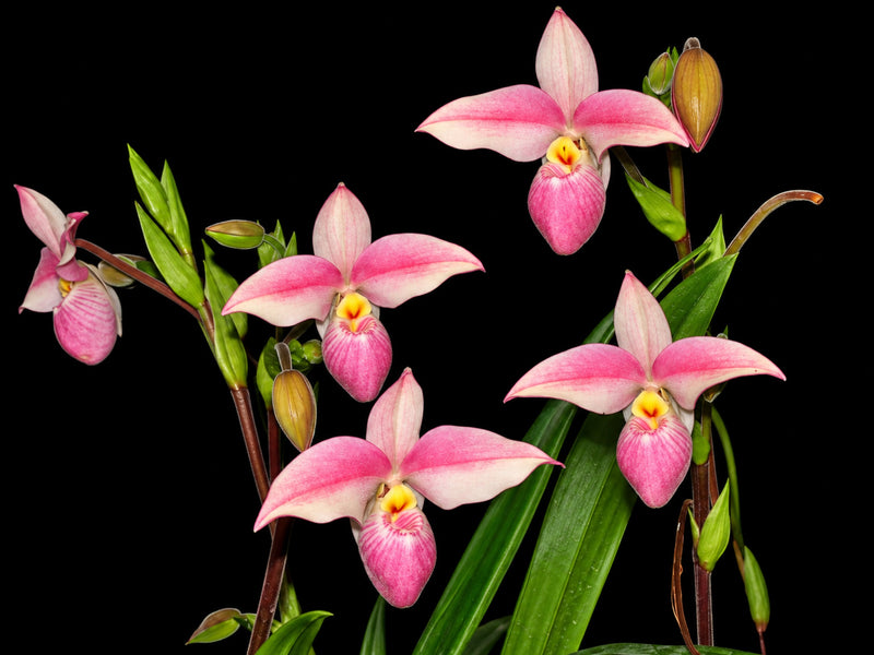 Phragmipedium Hanne Popow ‘dalessandroi’ Line