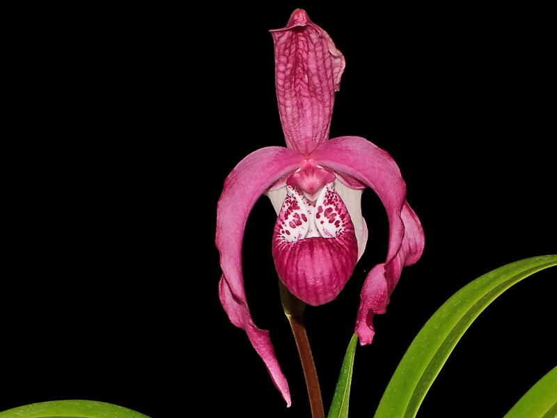 Phragmipedium Ingrid Suarez Ecuagenera