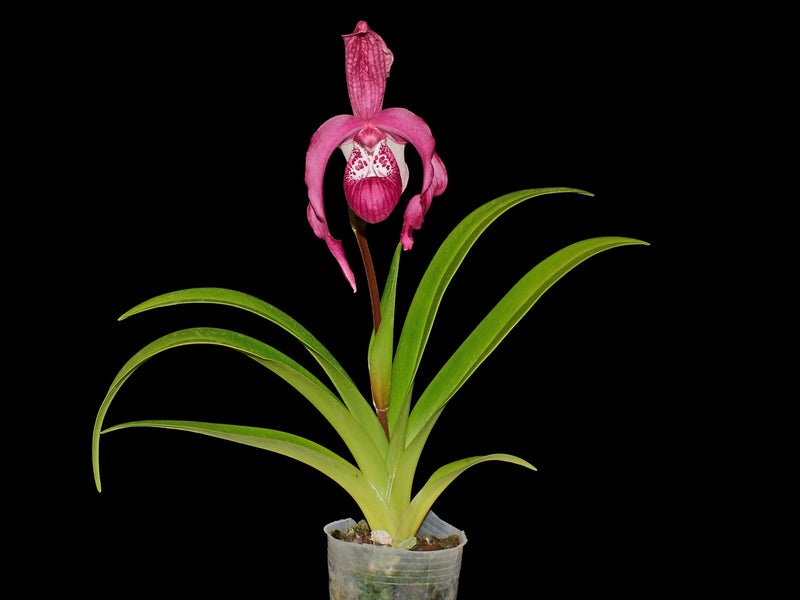 Phragmipedium Ingrid Suarez Ecuagenera