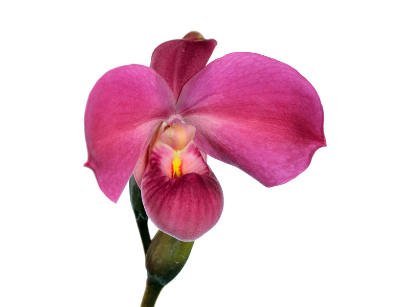 Phragmipedium Apollo