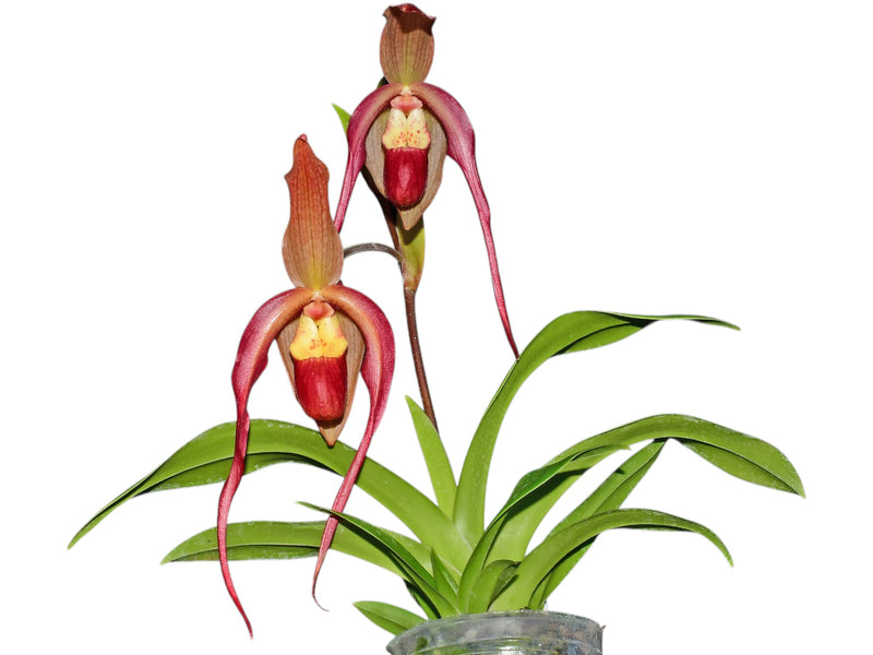 Phragmipedium Apopka var. dalessandroi