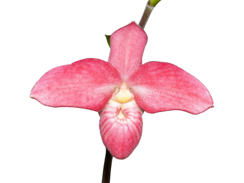 Phragmipedium Barbara LeAnn