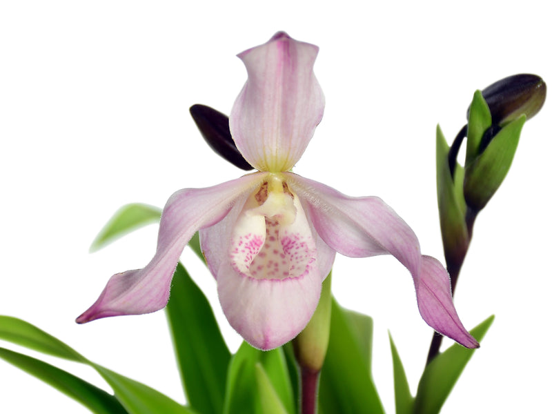 Phragmipedium Charlie Hanson
